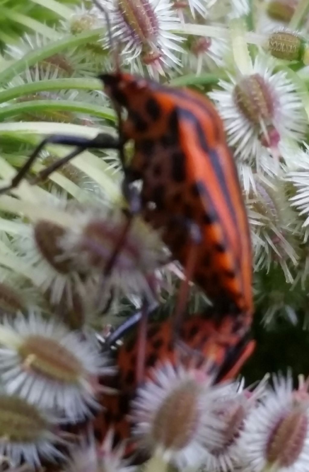 Graphosoma italicum....(=Graphosoma lineatum italicum)